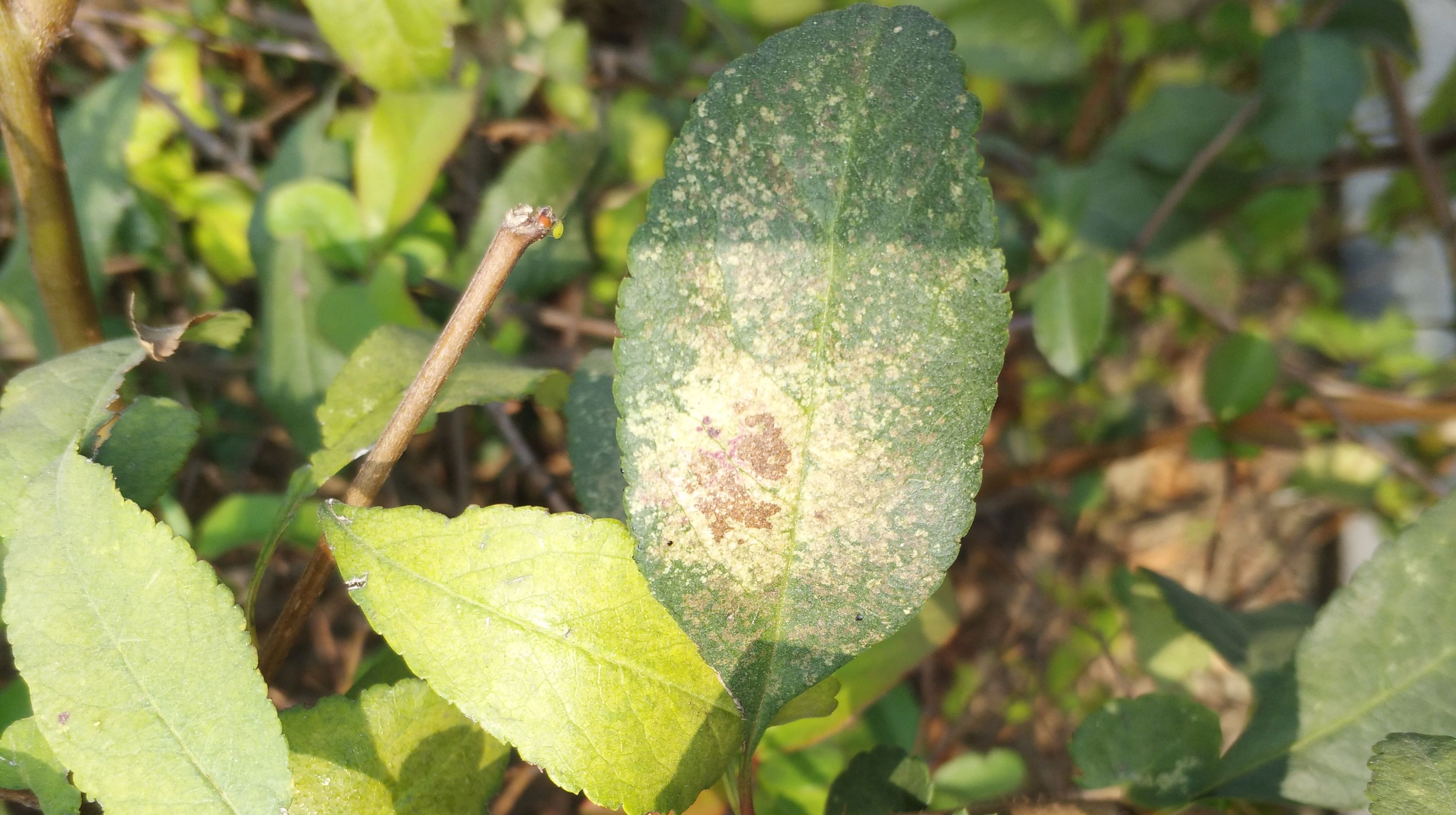 网蝽在贴梗海棠上的危害