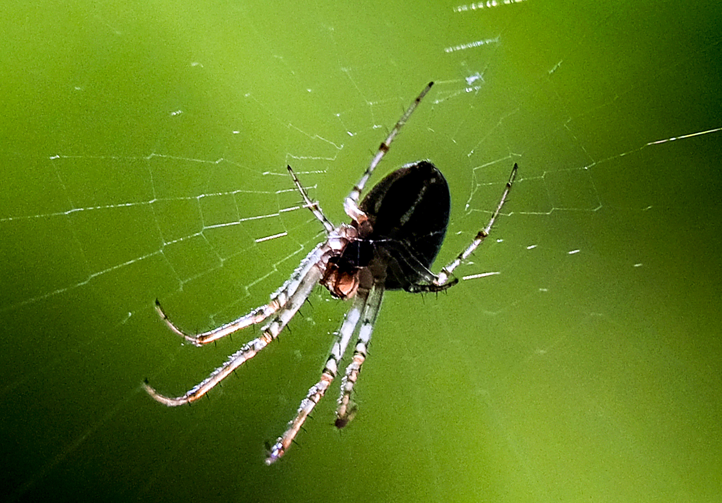 蜘蛛织网(1)