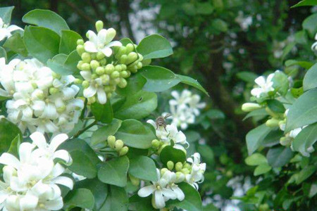 七里香花的養殖方法有哪些?