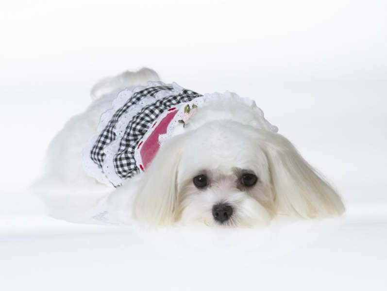 西施犬别名狮子狗,起源于17世纪,被饲养在喇嘛庙内作为看门狗!