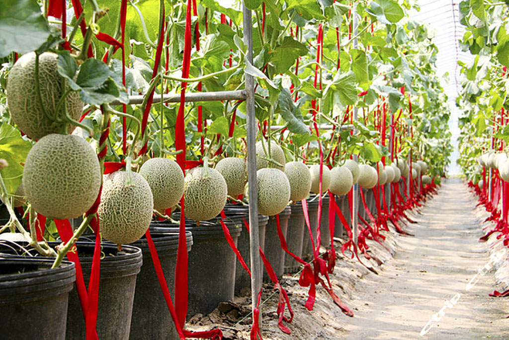 有机生态型无土栽培,掌握这一技术,网纹甜瓜果实品质好