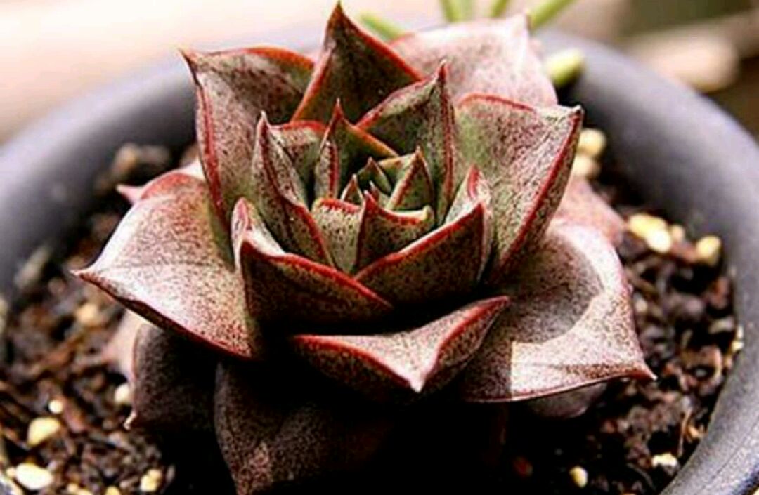 "酒神"并不爱喝酒,它是好养又好看的多肉