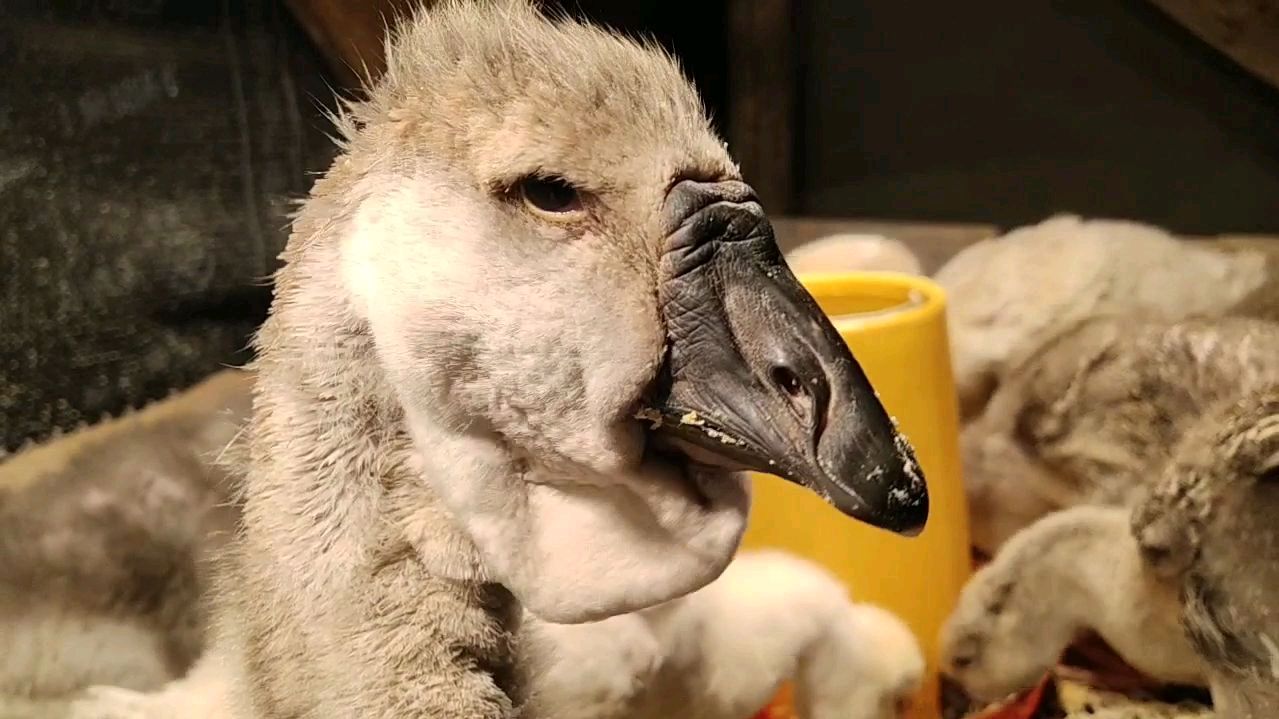 世界上最大的鹅之一纯种狮头鹅四十天就长到七八左右了欢迎欣赏