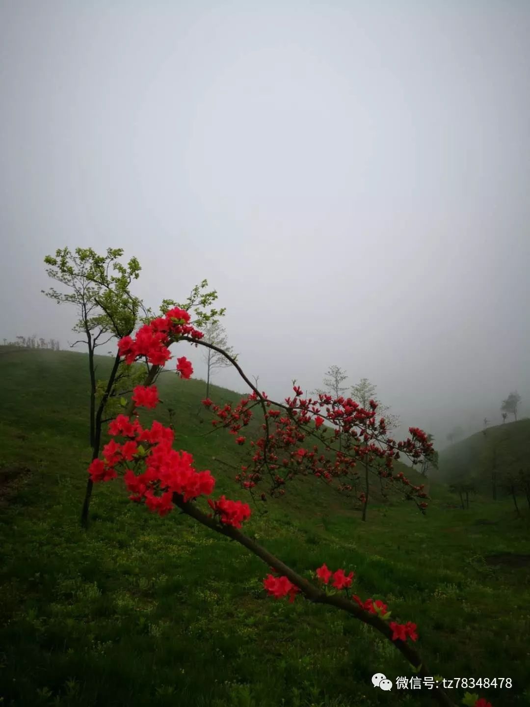 天台大雷山,漫山遍野的映山红,美翻了!