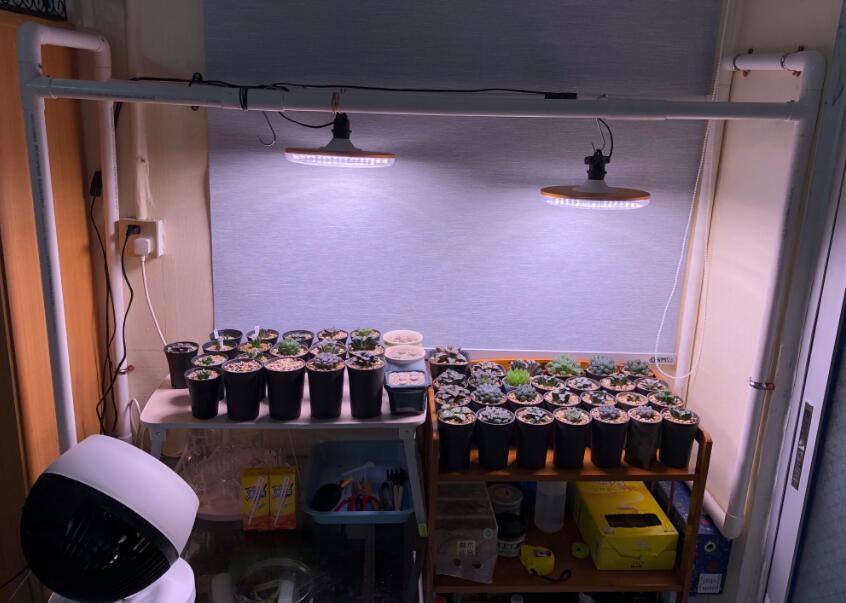 家里养几十盆玉露,天天被折磨的快发疯了,好想全扔了