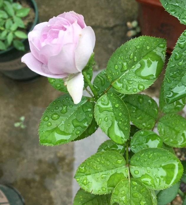 月季之前全是盲枝盲芽,夏季长了一个花苞,是否要掐掉?