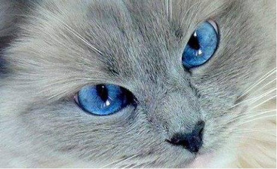 测试:4只眼睛哪个是猫?测出你身边深爱你的人到底是谁