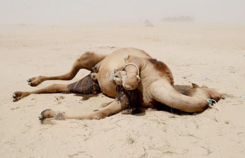 为什么人们常说沙漠中渴死的骆驼碰不得?得知真相后让人害怕