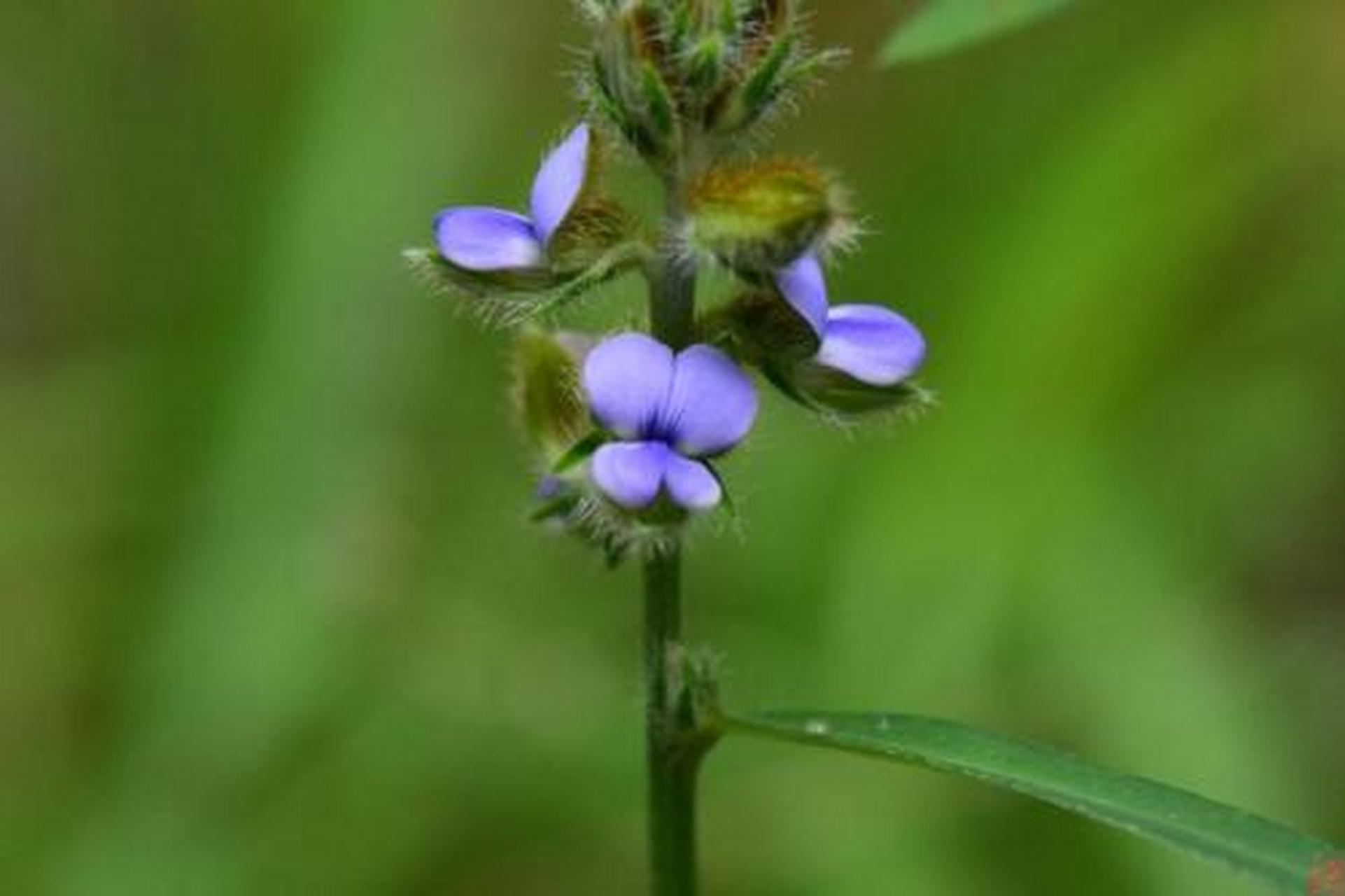科普知识竞赛#农吉利,中药名.为豆科植物野百合的全草.