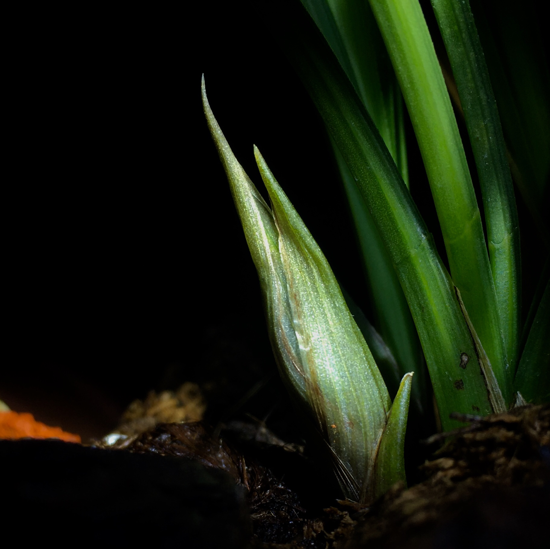 名贵的兰花西神梅香吗?香,非常香,绝无仅有爱不释怀