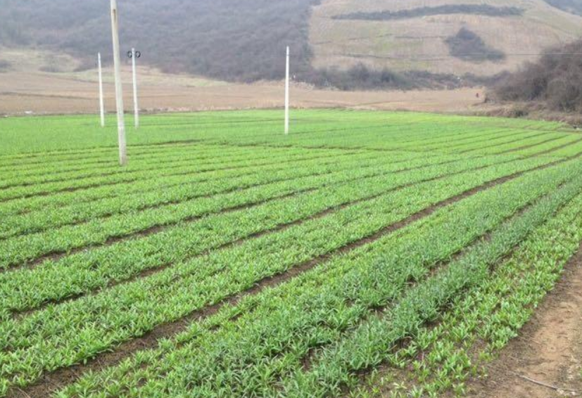 种植川贝 - 2020年最新商品信息聚合专区 - 百度爱采购