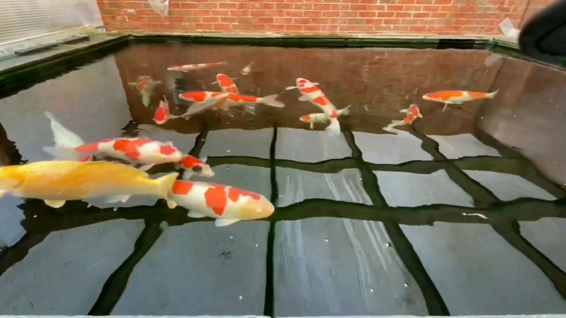 锦鲤鱼是游动的宝石,那么宝石是什么价位呢?