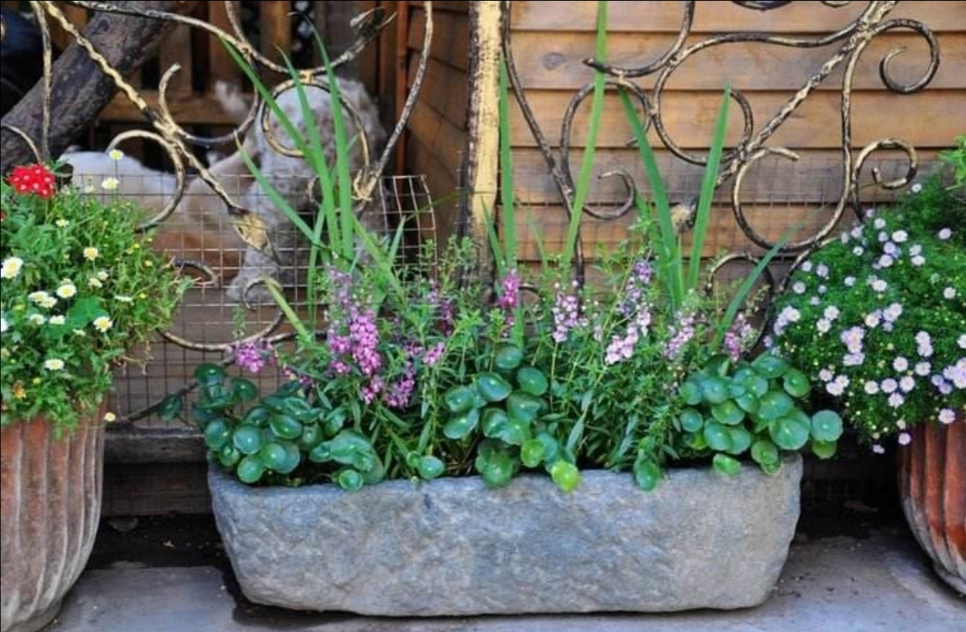 一般只适合放在庭院养花,在确定摆放位置后尽量少去挪动.