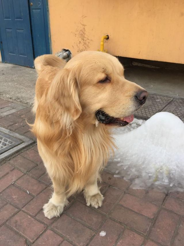 金毛出生以来第一次见雪,在雪地里干的这些事,简直蠢哭了!