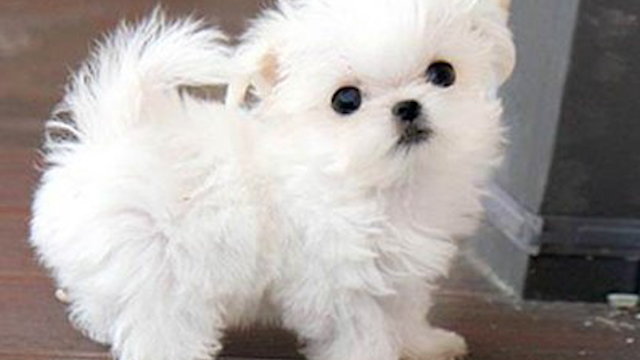 世界上最小的狗狗萌萌图片