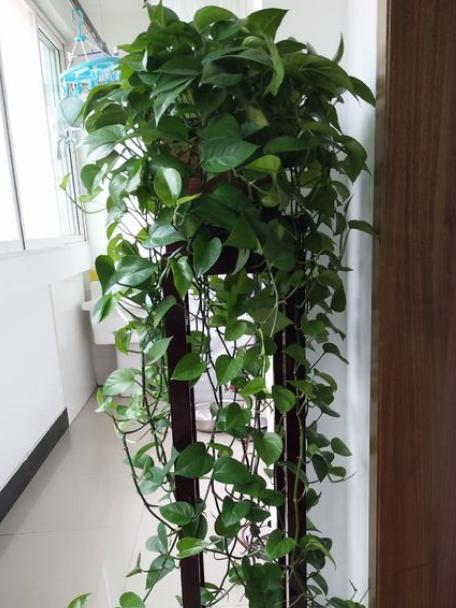 让绿萝爬满墙,只分"4步",新芽天天冒,一根藤爬五米长