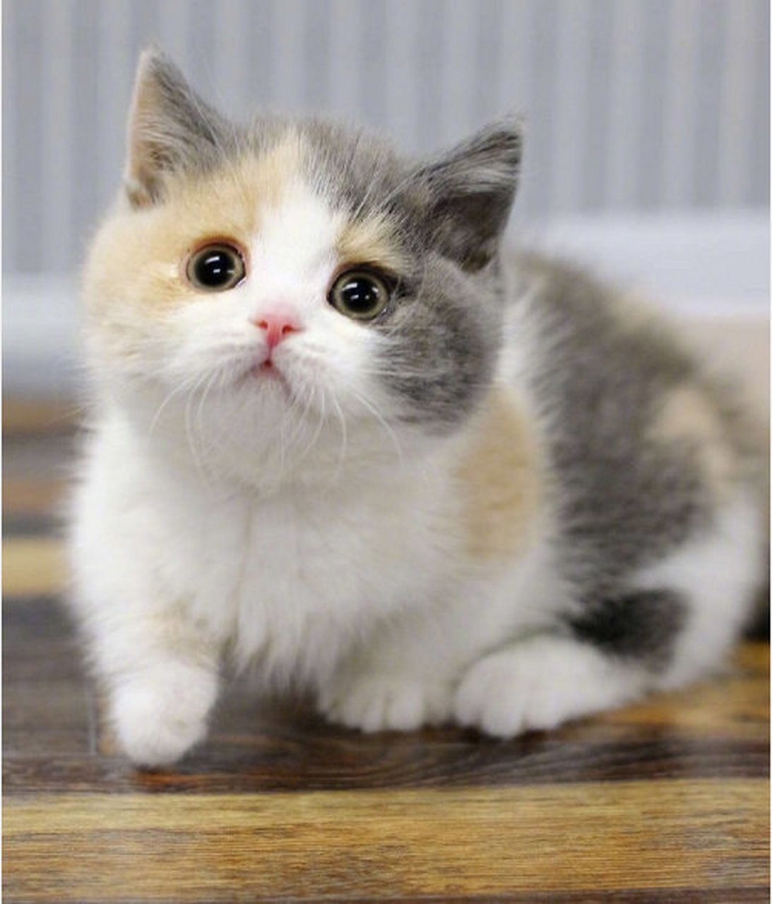 三花矮脚猫,怎么会有这么甜美的小猫咪啊#发现美好时光