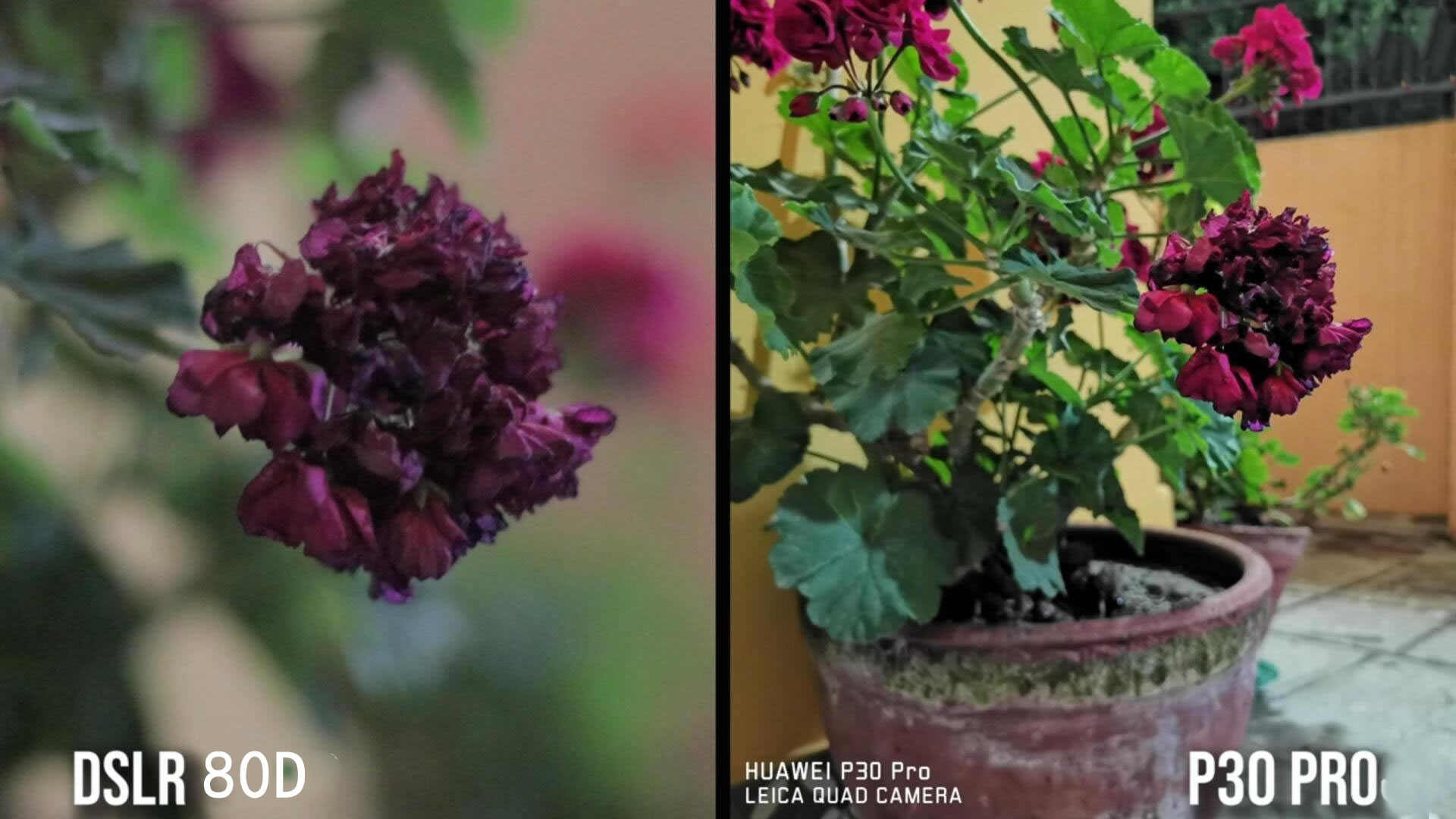 华为p30pro单挑佳能80d:与单反拍照的差距有多大
