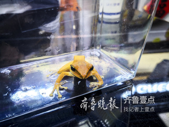 济宁一市民买香蕉藏着一只青蛙!通体金黄,是个啥