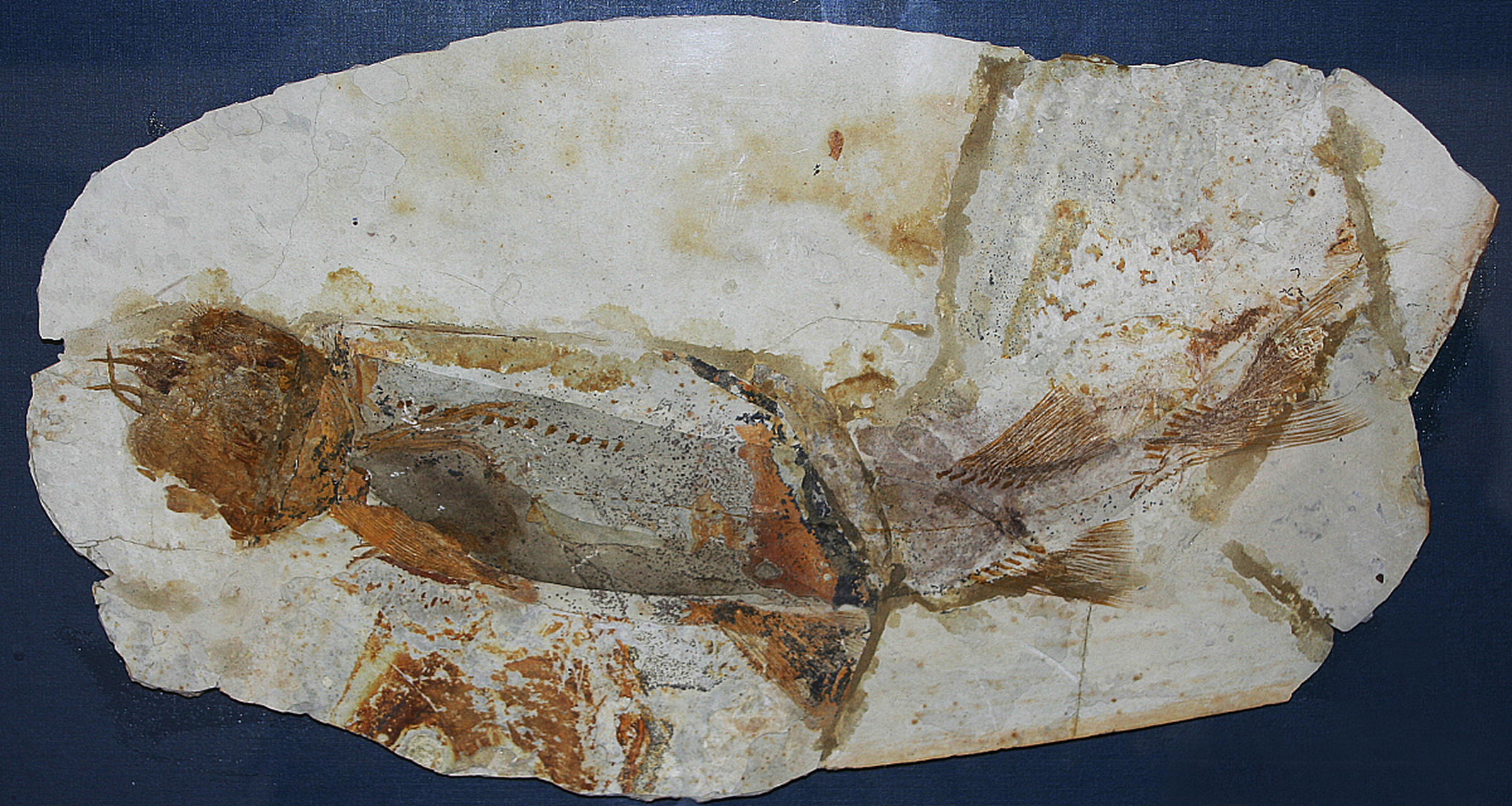 鱼化石产地位于凌源县小城子乡大新房子村小洼屯西北,年代可追溯到