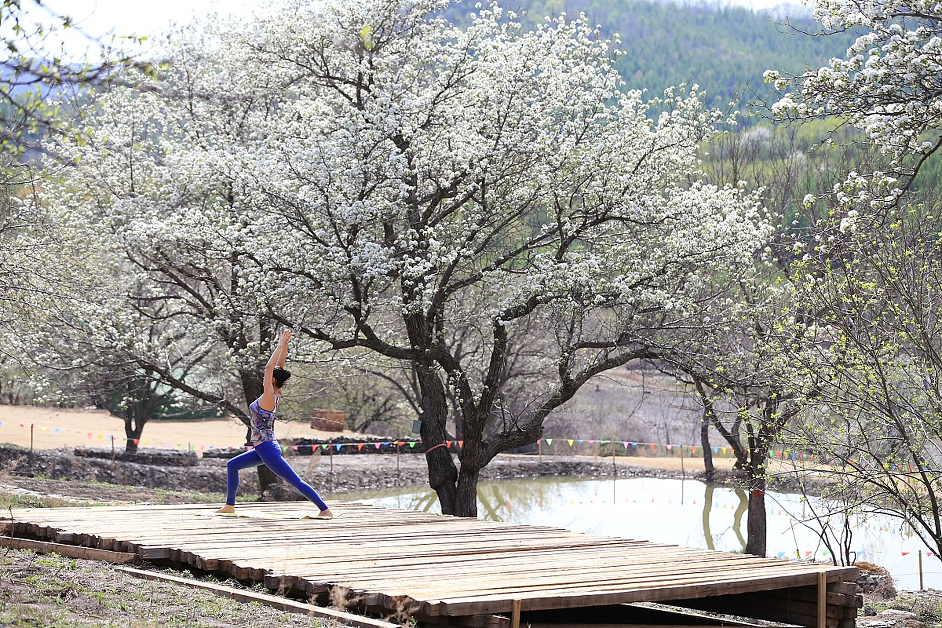 三河市燕郊镇大石各庄村是一个拥有400年种梨历史的果树专业村,全村
