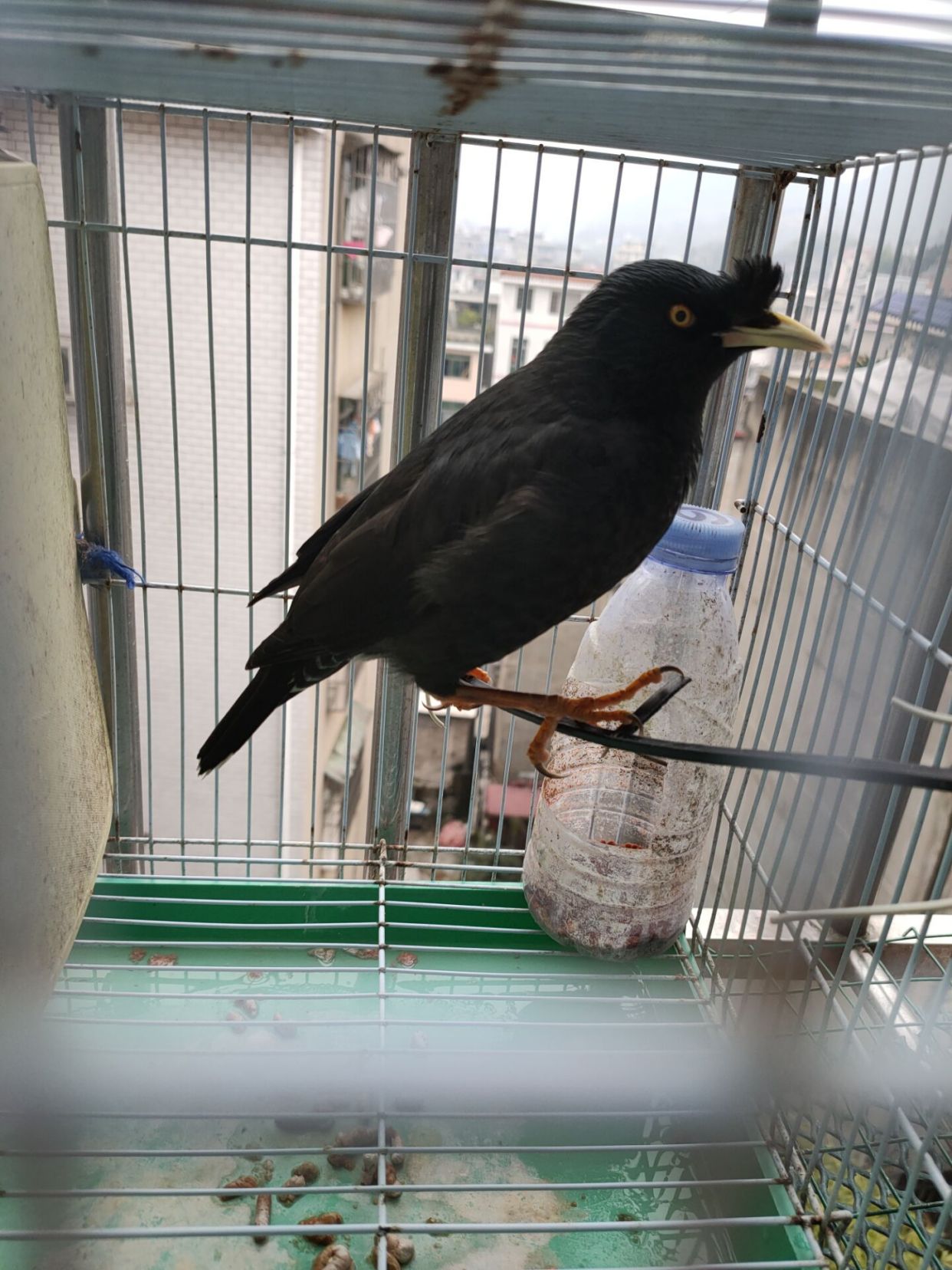 区分公鸟还是母鸟