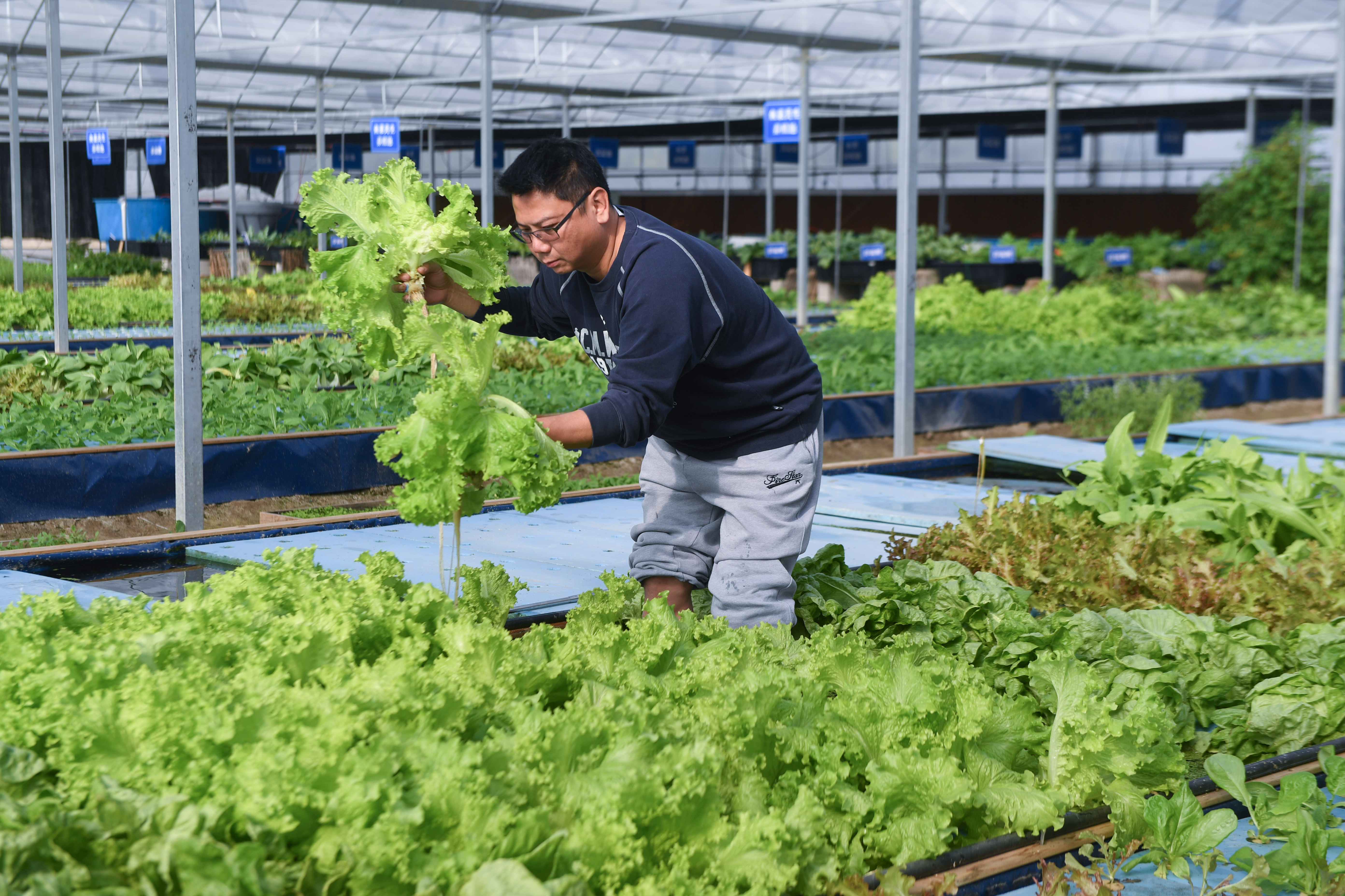 广东鱼菜共生基地图片