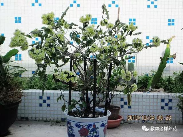 养一棵叶仙,可以嫁接几十种花,嫁接很简单,开花特仙气!