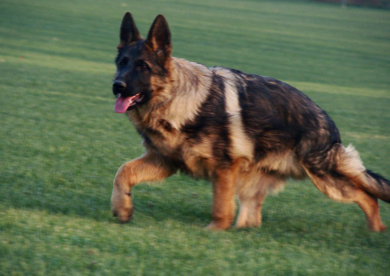 德牧出现这几种态度的时候,就要小心会咬你了!因为没把你当主人