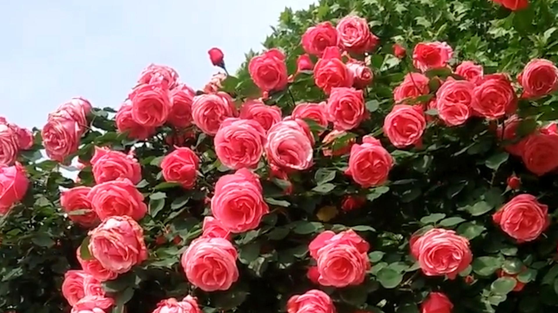 河南月季花几月开花