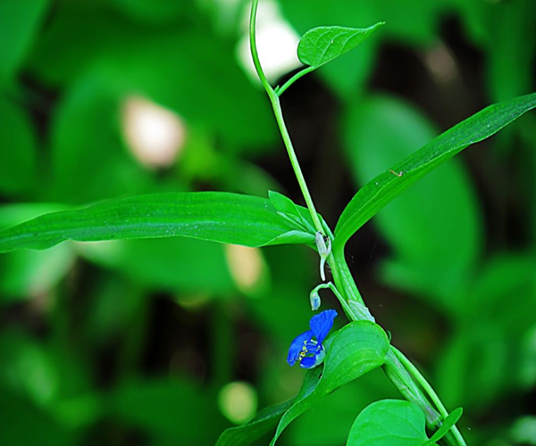 这种野草让农民们又爱又恨!既可以拿来吃!又能拿来用