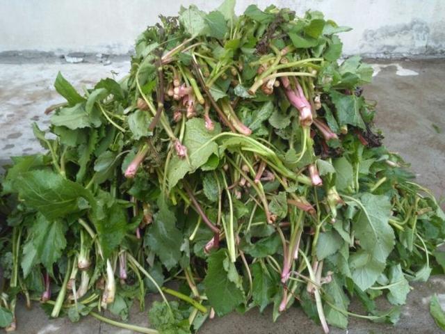农村这野菜俗称"大耳朵毛",是防癌抗癌菜!营养价值非常高!