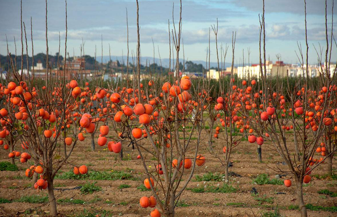 柿子树,应该怎样栽培,什么样的环境适合生长