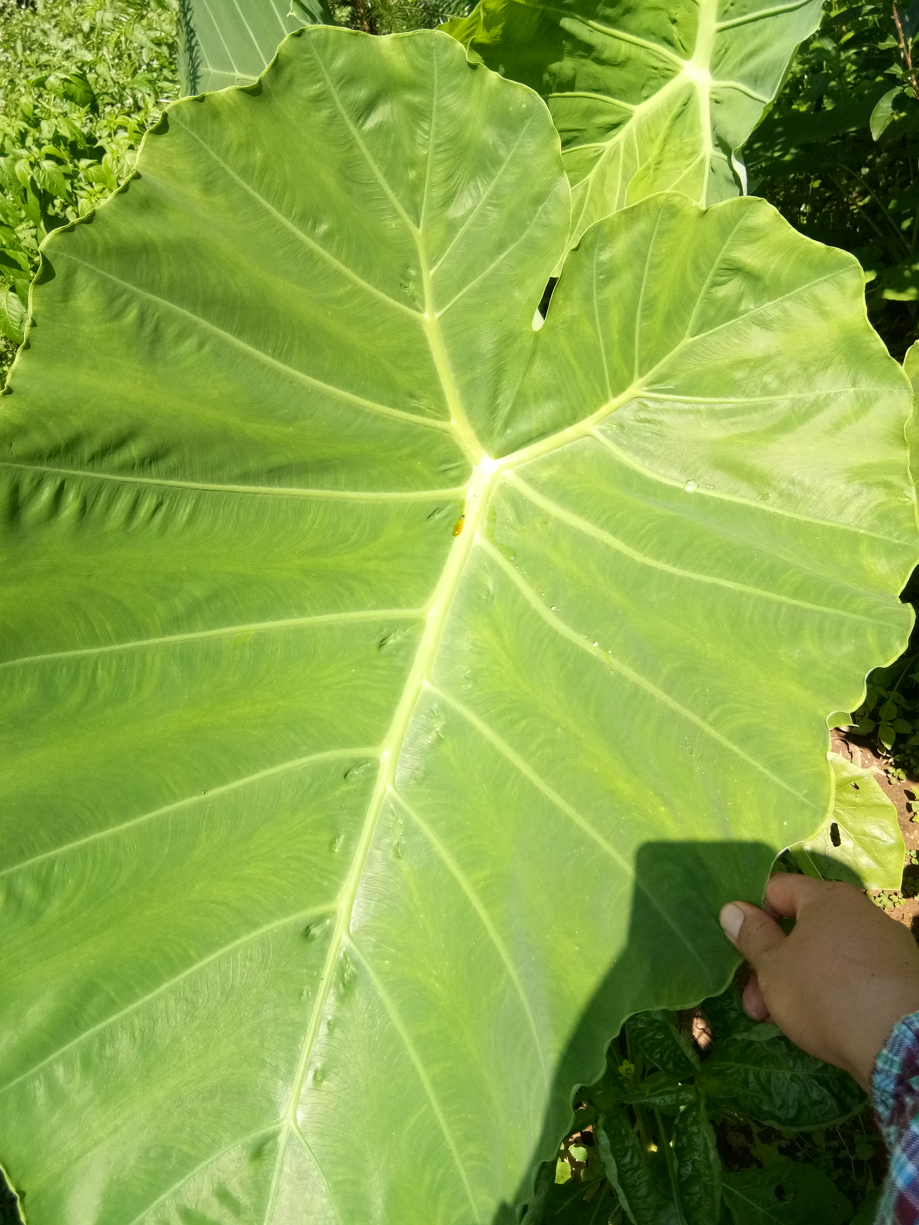 农村人用这种天鹅芋苗,做出来的酸菜,不仅开胃消食,还能降血压