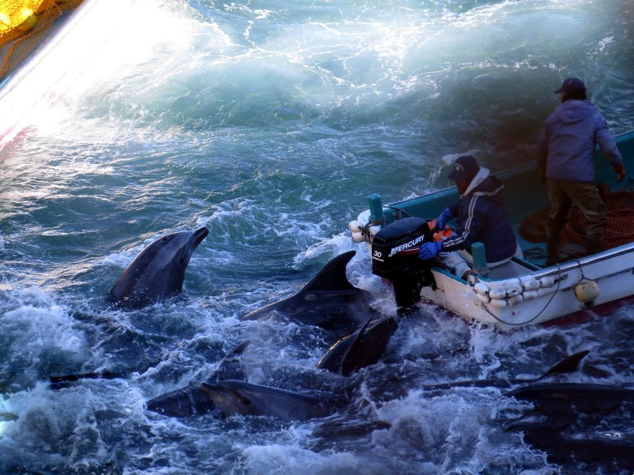开始了,日本海豚湾进入捕猎季,当地人这样说