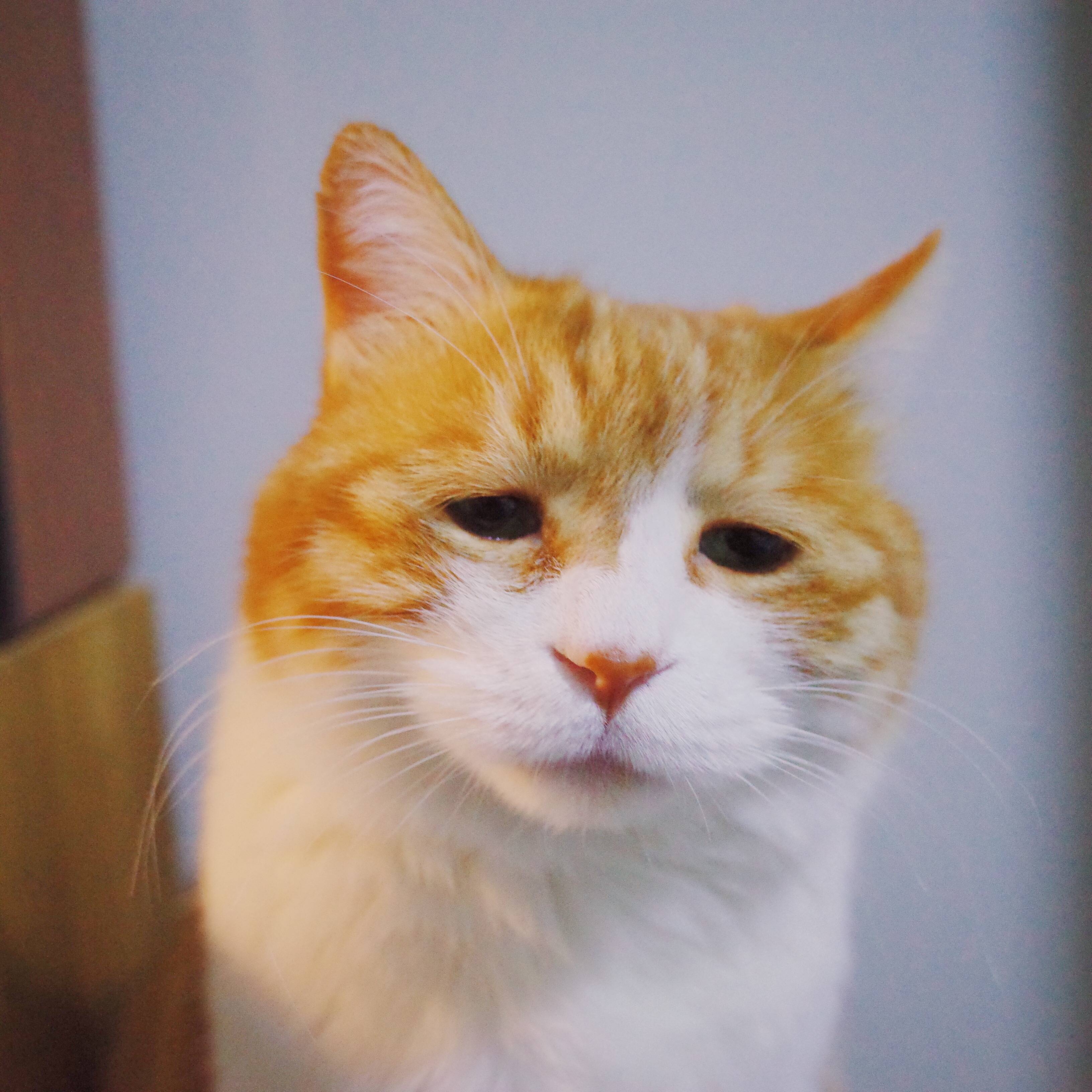 主人家一只伤心的橘猫,心情很低落,网友:好心疼哦!