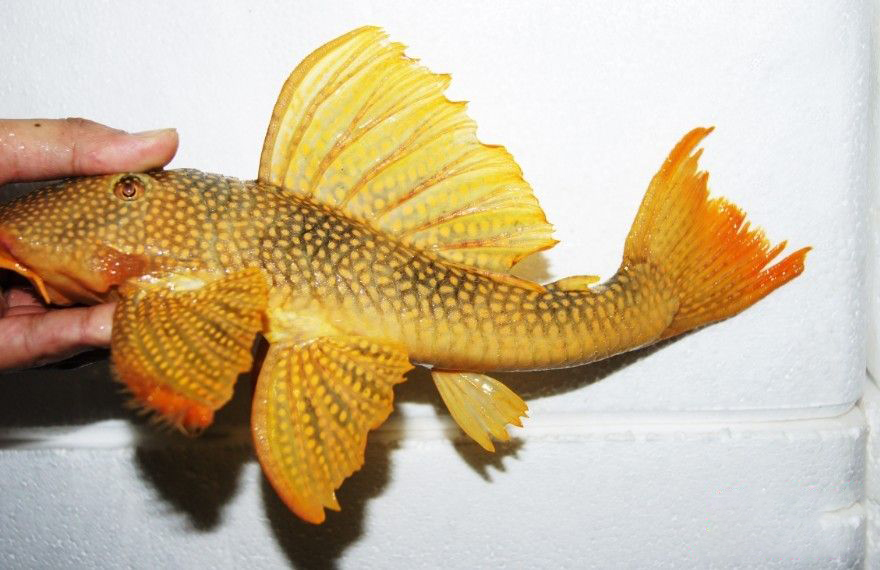 有人说这鱼是清道夫,可是金黄色的清道夫你见过吗?