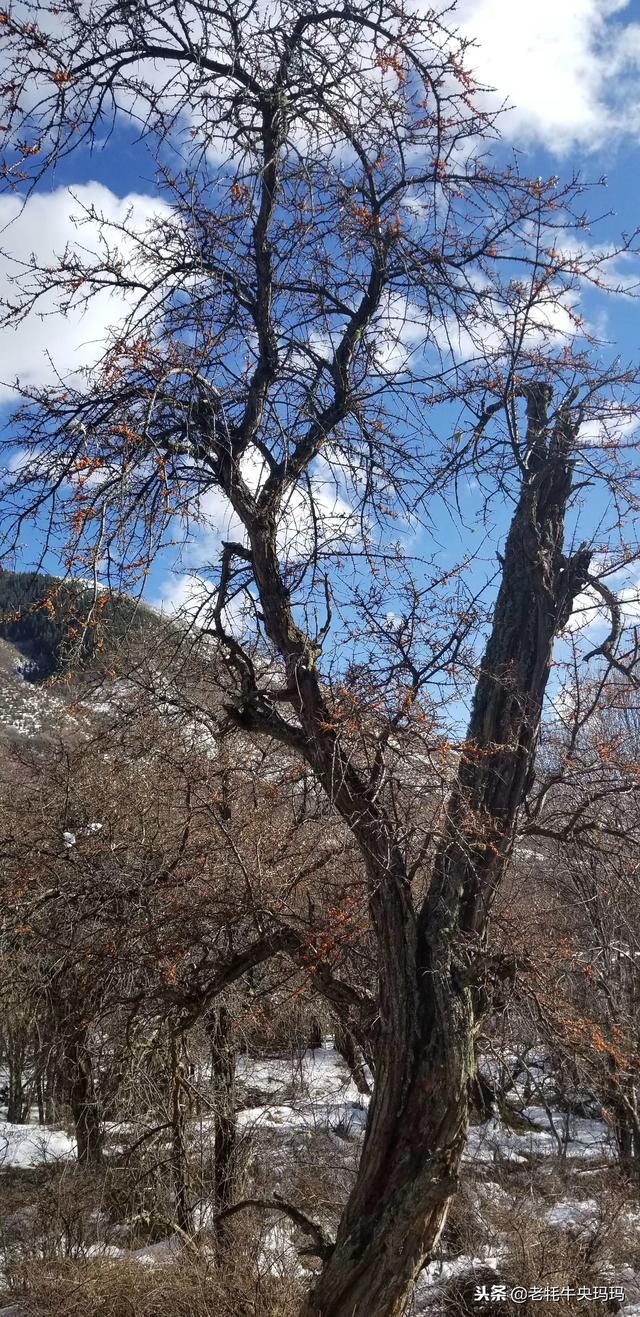 来松潘:采海拔3000米不怕冷的浆果,熬果酱止咳喘