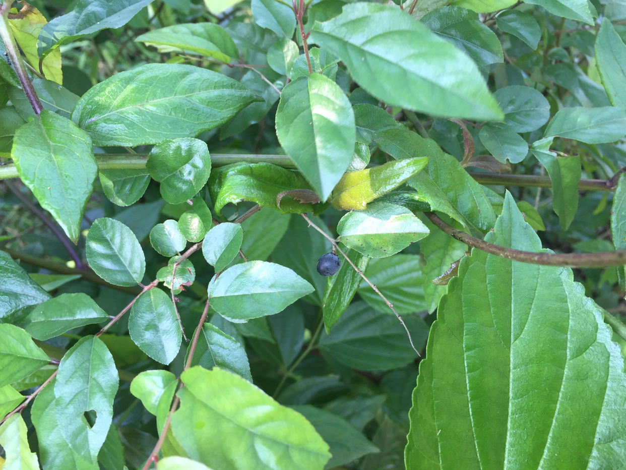 这种只在清明前后结果的植物叫雀梅藤,是被人遗忘的野生资源