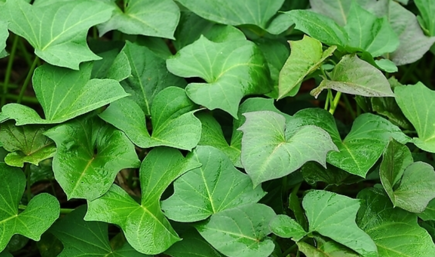 它在农村很常见,被称为是蔬菜中的"人参",很多人不知道