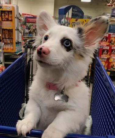 混血柯基第一次逛超市兴奋嗨翻天,瞪大双眼傻笑:罐罐帮我全包了