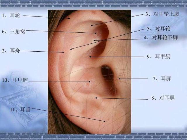 降压沟在耳朵位置图图片