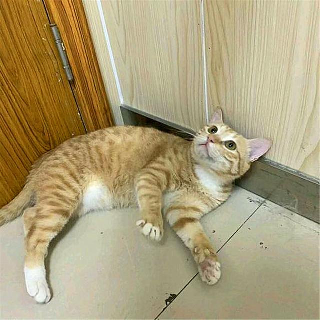 黄狸猫都不能叫橘猫了?与宠物大橘相比,中华黄狸却有着独特优势