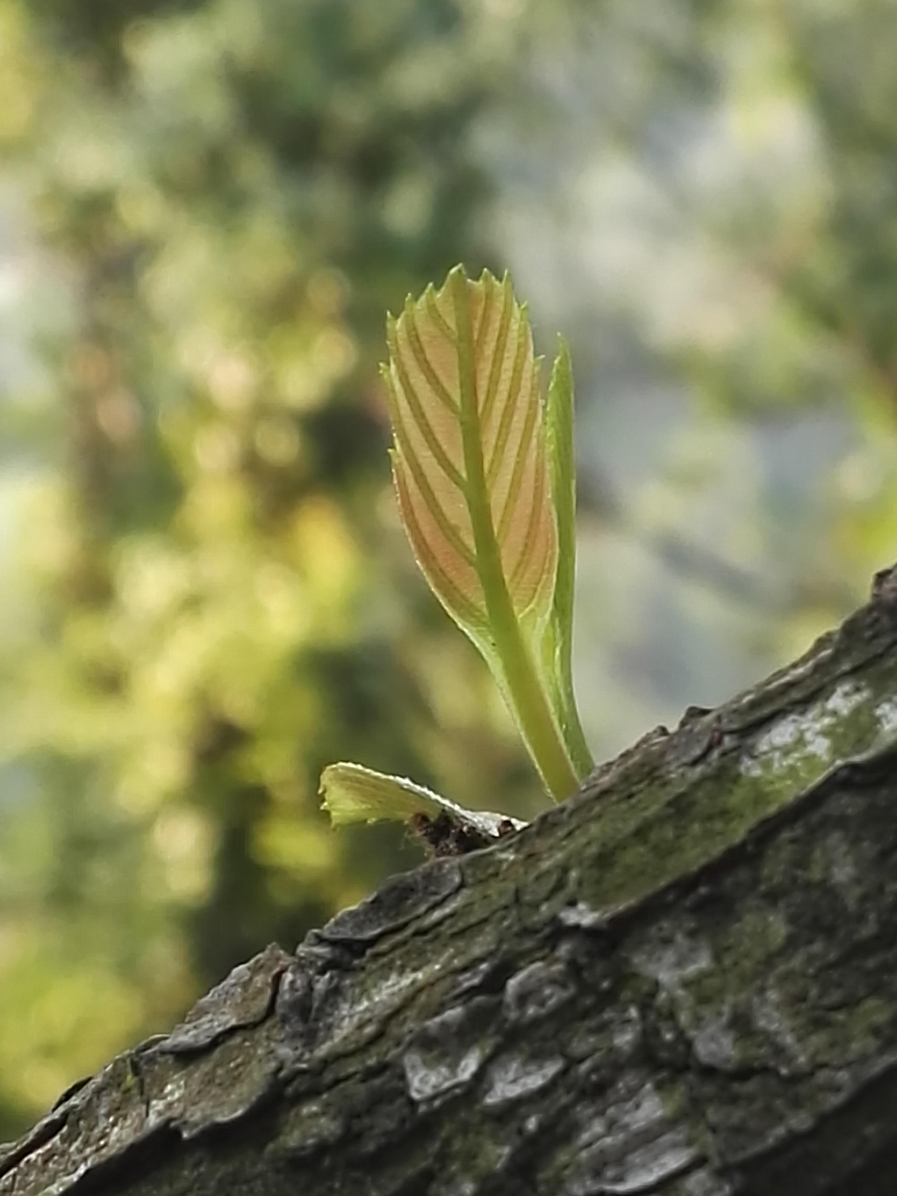 枯木逢春发绿芽图片图片