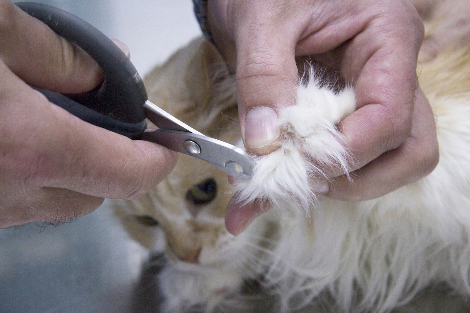 猫剪指甲角度图片