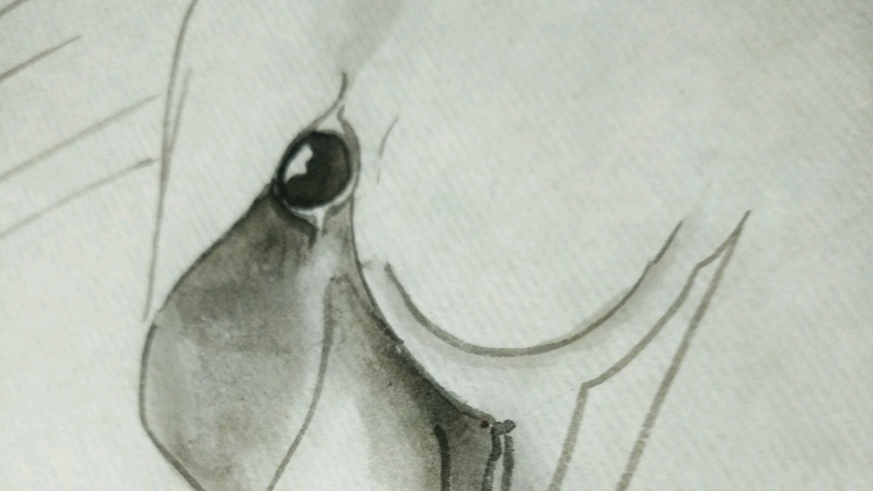 工笔天鹅眼睛的刻画