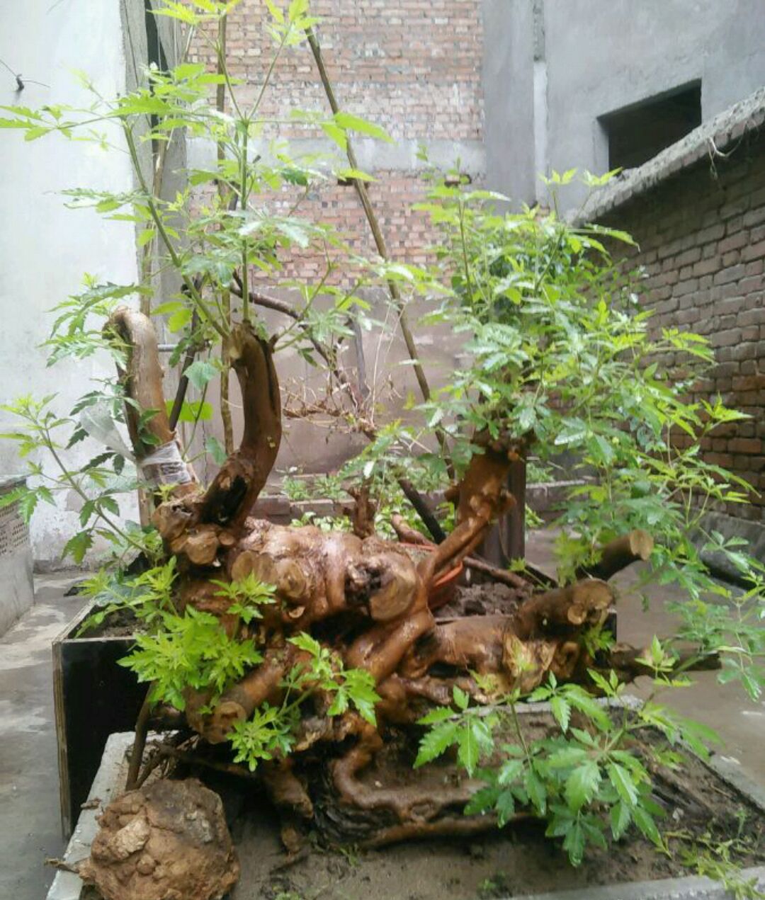 黄荆盆景老桩根部刚萌发的新芽到底要不要抹掉?生桩和熟桩有区别