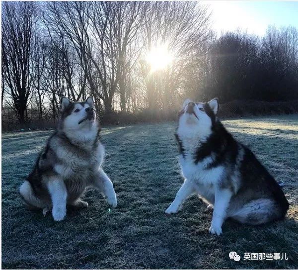 两只巨大无比的阿拉斯加,每天要亲亲要抱抱,这反差萌简直治愈