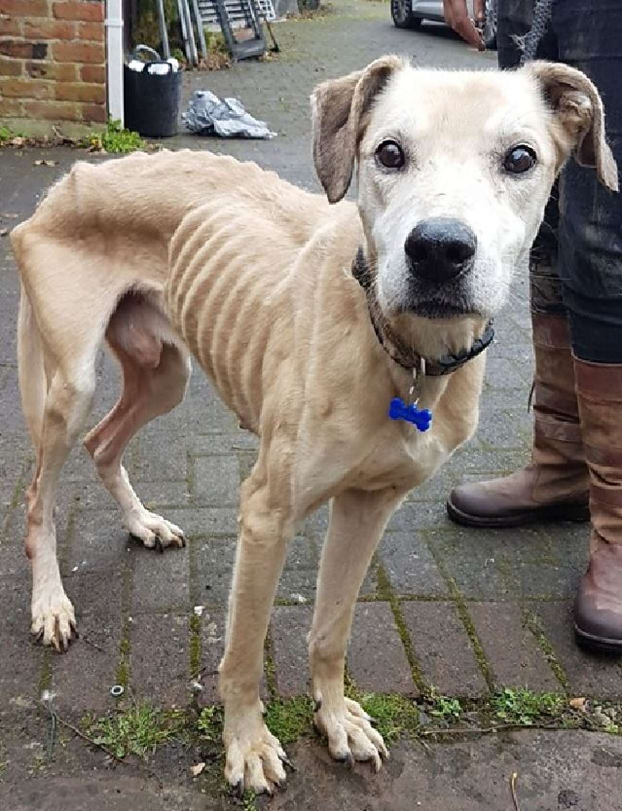 万圣节门口惊现骷髅狗,本来以为是道具,两秒后惊呆!