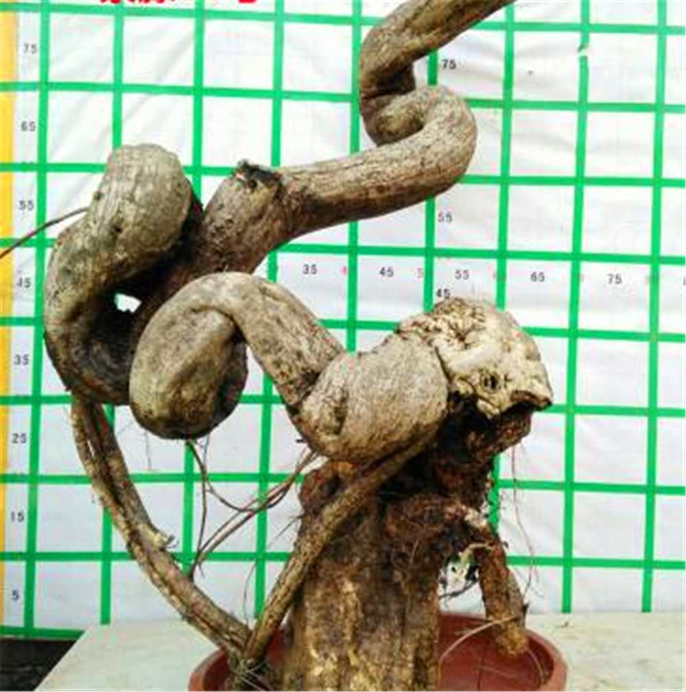 柴堆上的2个"紫藤根",被大姐捡去做成"双龙老桩"盆景,惊艳